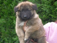 CHIOT