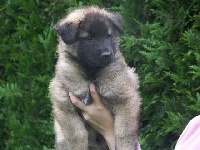 CHIOT