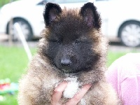 CHIOT