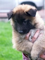 CHIOT