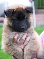 CHIOT